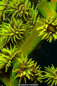 green coral,Hon Mun Island ,Vietnam by Antonio Venturelli 